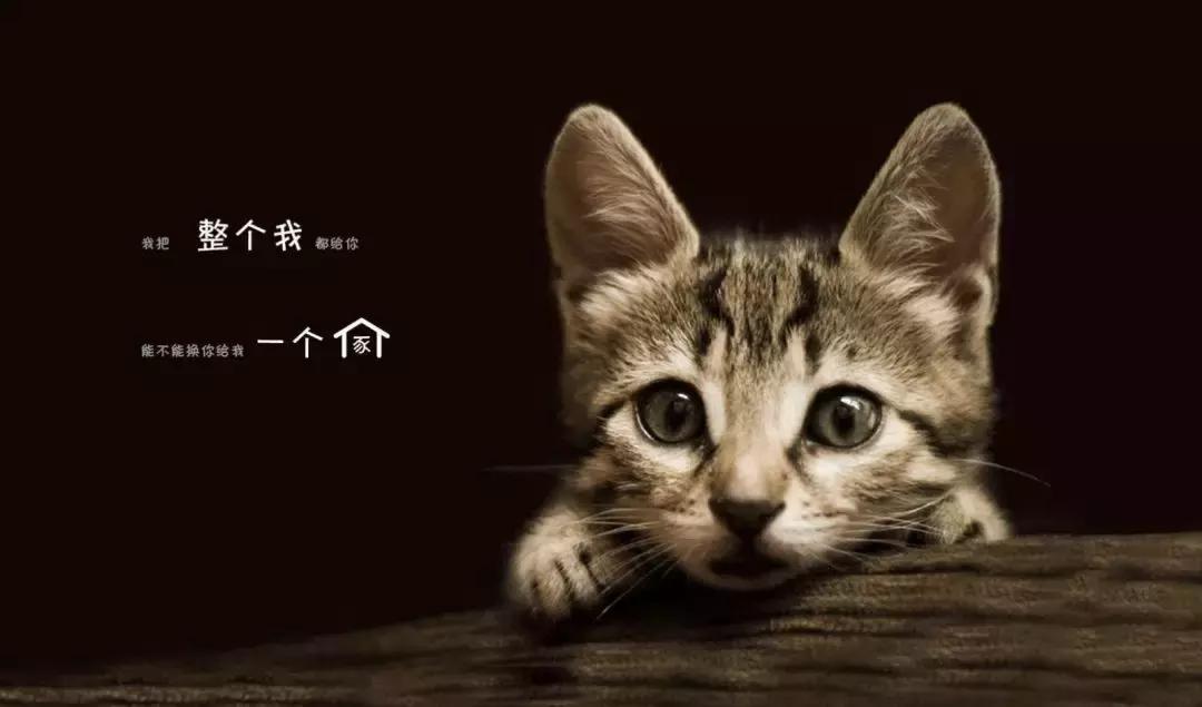 养猫咪新手入门必知哪种猫好养,养猫如何挑选猫咪