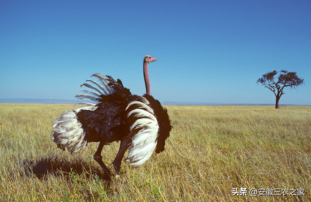 每年下蛋300的鸡,3000只下蛋鸡成本多少利润多少