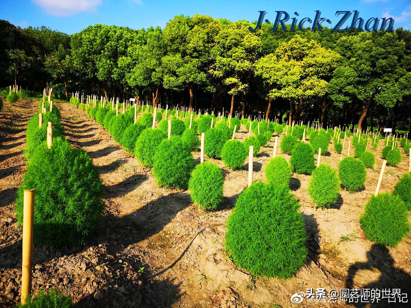 红色地肤草的种植方法,红地肤怎么养