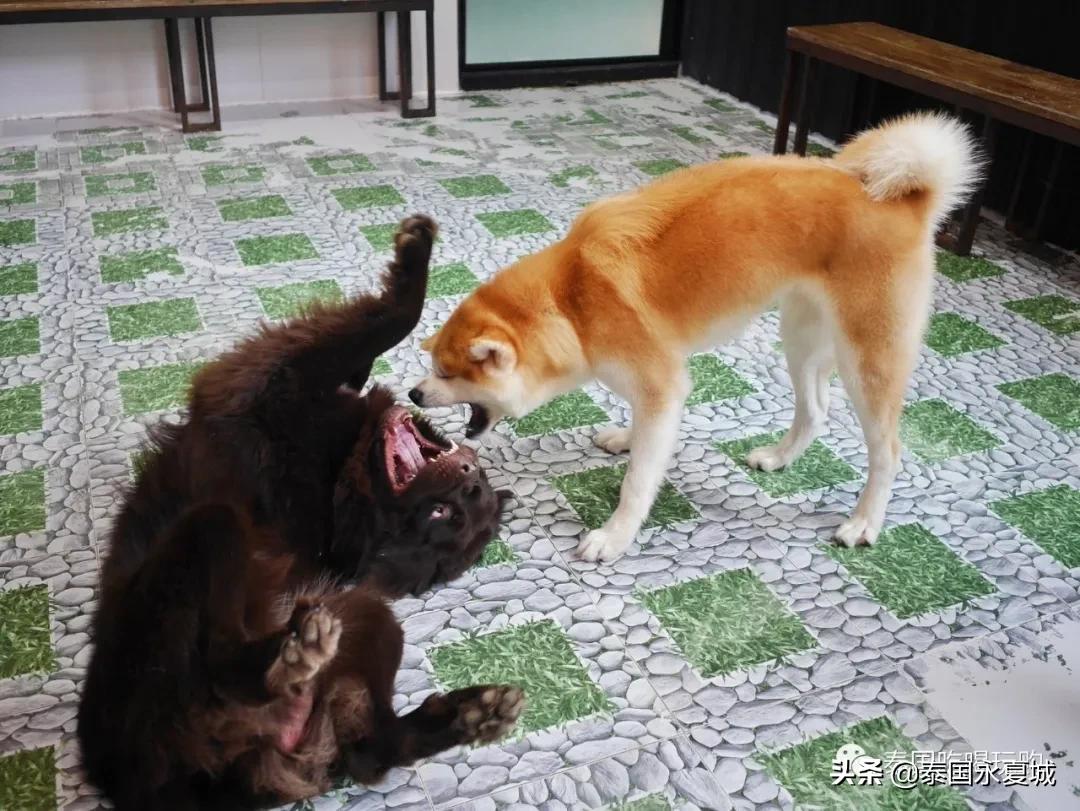 曼谷BigDogCafe|想把每一只狗狗偷偷打包带回家！