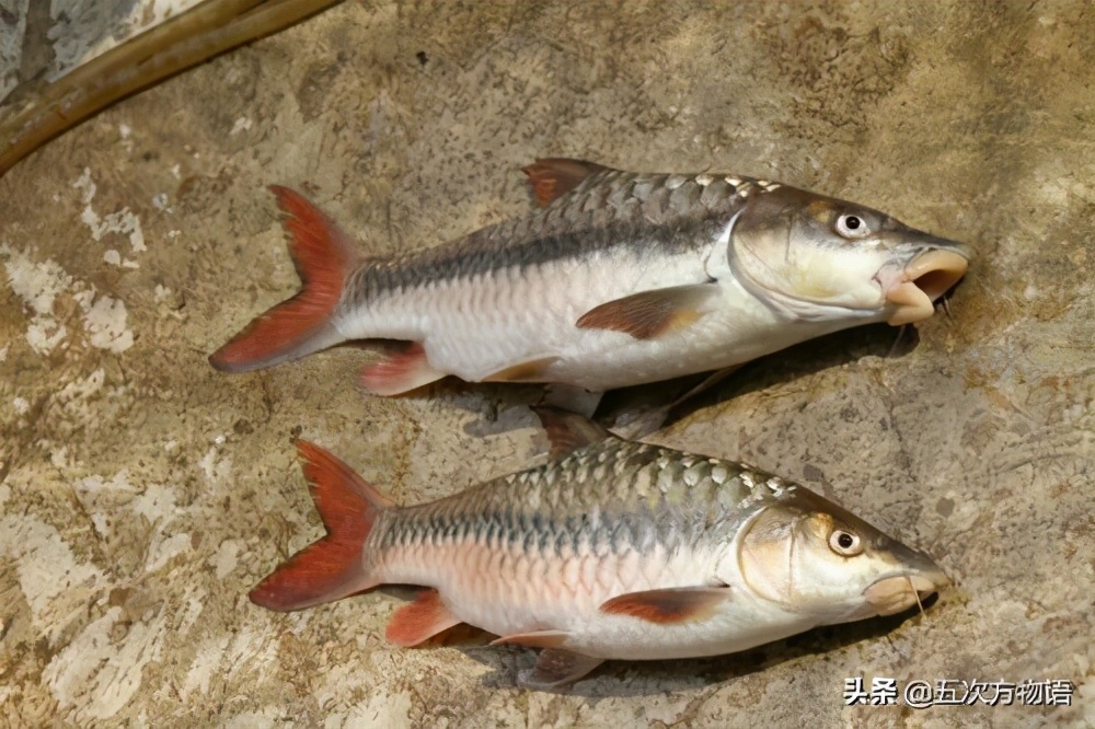 最神秘的淡水鱼,世界上最好吃的淡水鱼