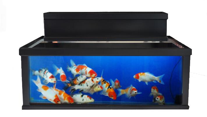 养锦鲤新手必备十大忠告,锦鲤养出又粗又壮需要什么条件