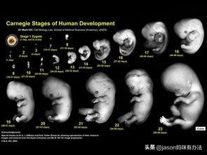孕六周b超有胎心胎芽了吗,怀孕六周b超显示可见心管搏动