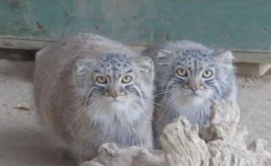 笑话十则笑翻天,笑话十则你猜我打了你几拳