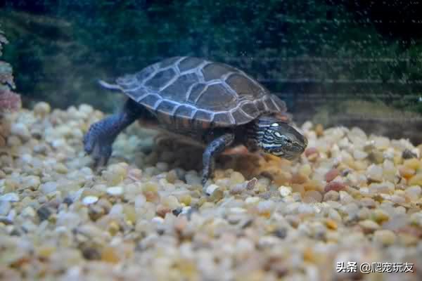 龟吃了石子都会排出来吗,幼龟吃石子怎么办