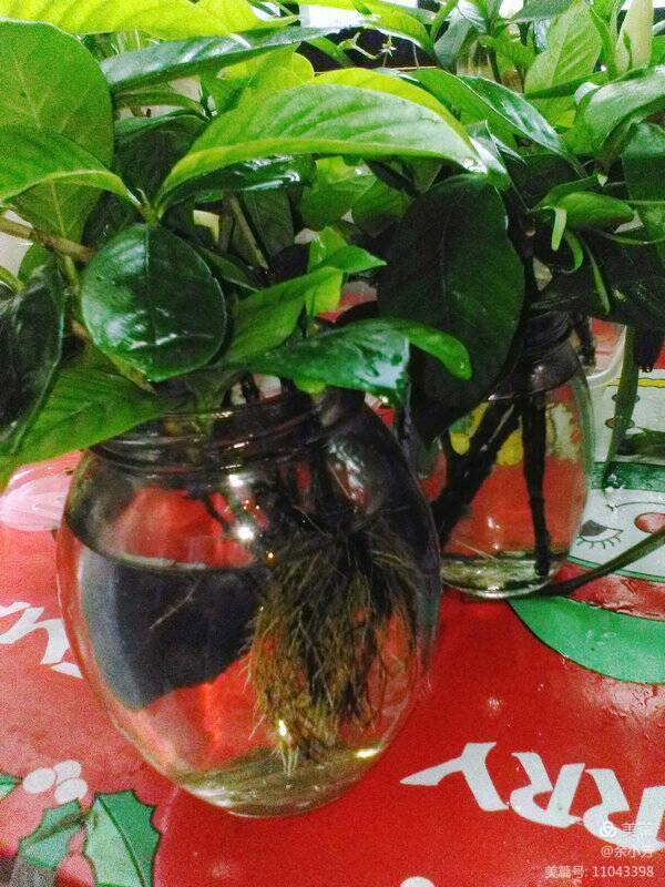 栀子花开歌曲歌词,栀子花开歌曲完整版