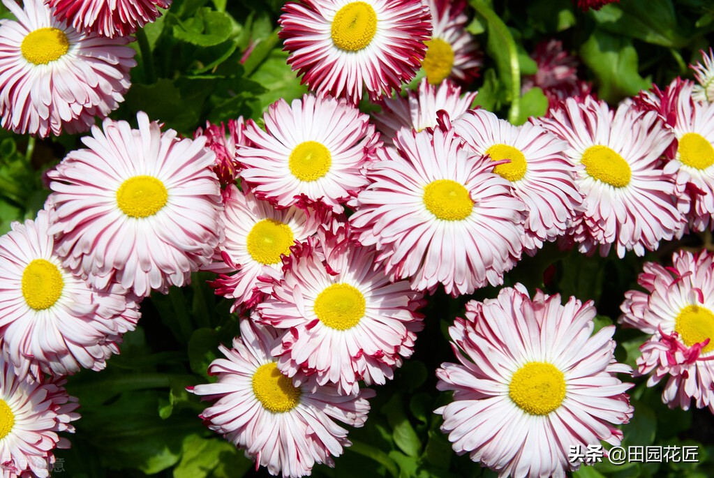 雏菊盆栽花期过后怎样打理,雏菊开花后养护