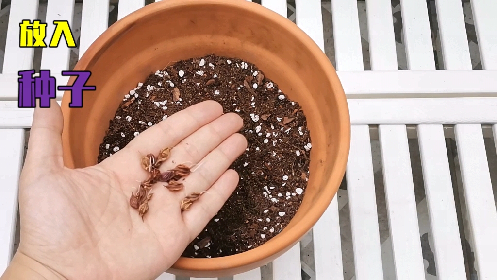 酢浆草播种技巧,酢浆草怎么播种