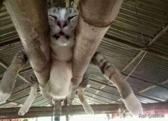 猫咪中暑急救,猫防中暑最好的方法