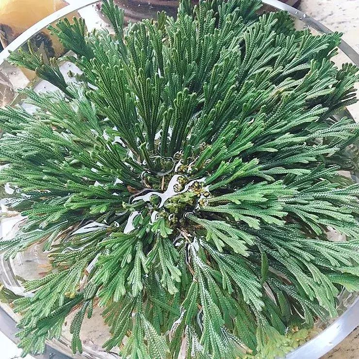 日本复活草面膜晒后修复,复活草面膜种草