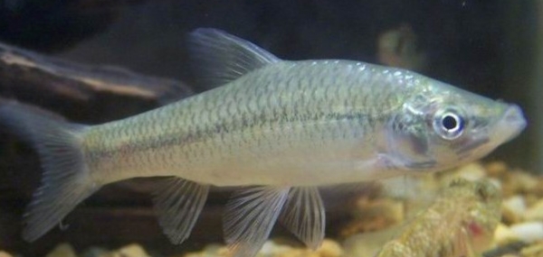 避免小杂鱼最好办法,避小杂鱼有什么方法