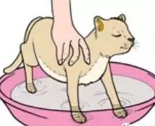猫咪洗澡正确的步骤,没有猫咪沐浴露怎么给猫洗澡