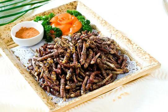 草蜢和蚂蚱都吃什么,蝗虫和蚂蚱的区别草蜢