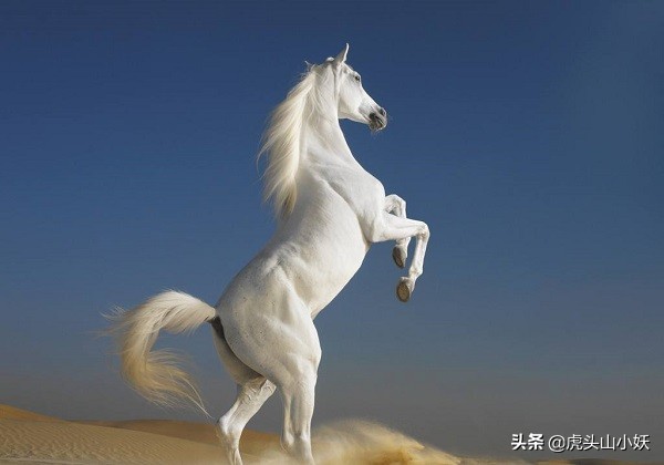 蔡瑁包围刘备,蔡瑁杀刘备刘备如何躲过一劫