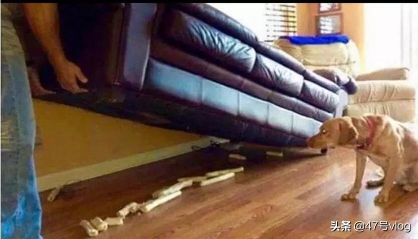 家里两只猫咪可以一起养吗,家里有宝宝适合养什么猫咪