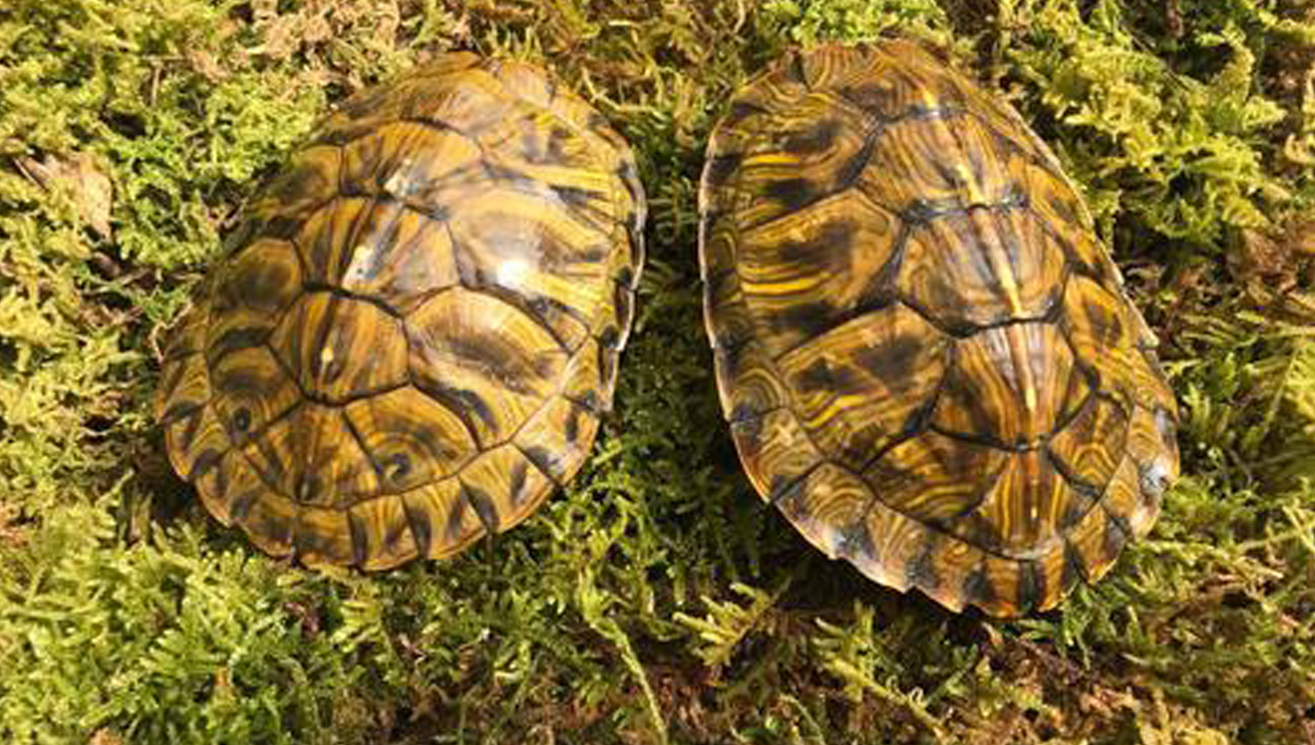 幼年巴西龟图片大全可爱版,巴西龟小时候最可爱的模样