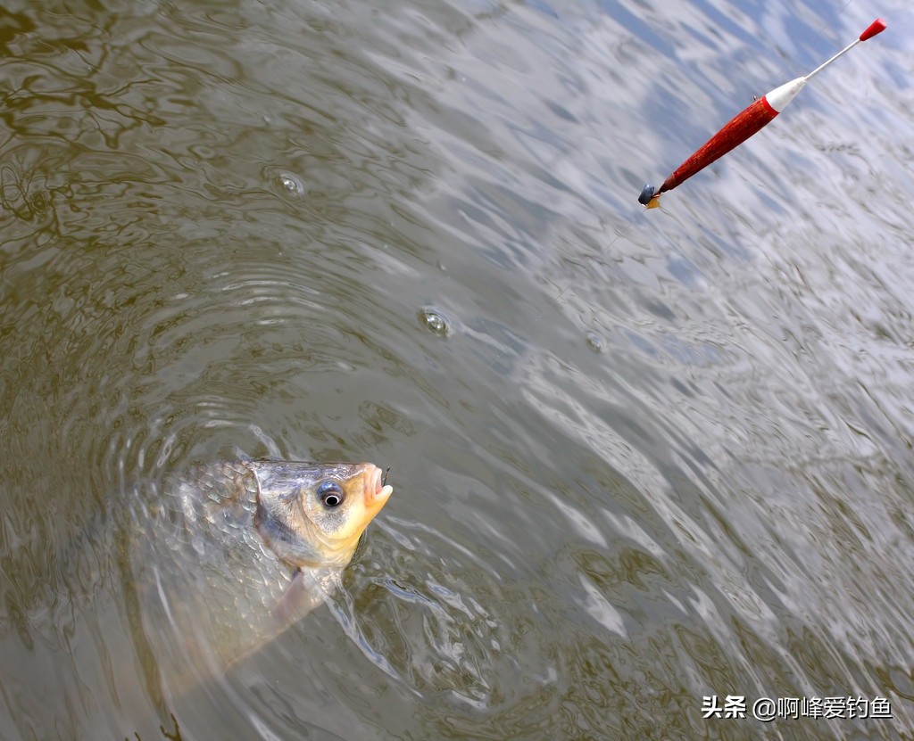 远投矶钓滑漂钓红尾如何搭配线组,海钓矶钓远投滑漂线组