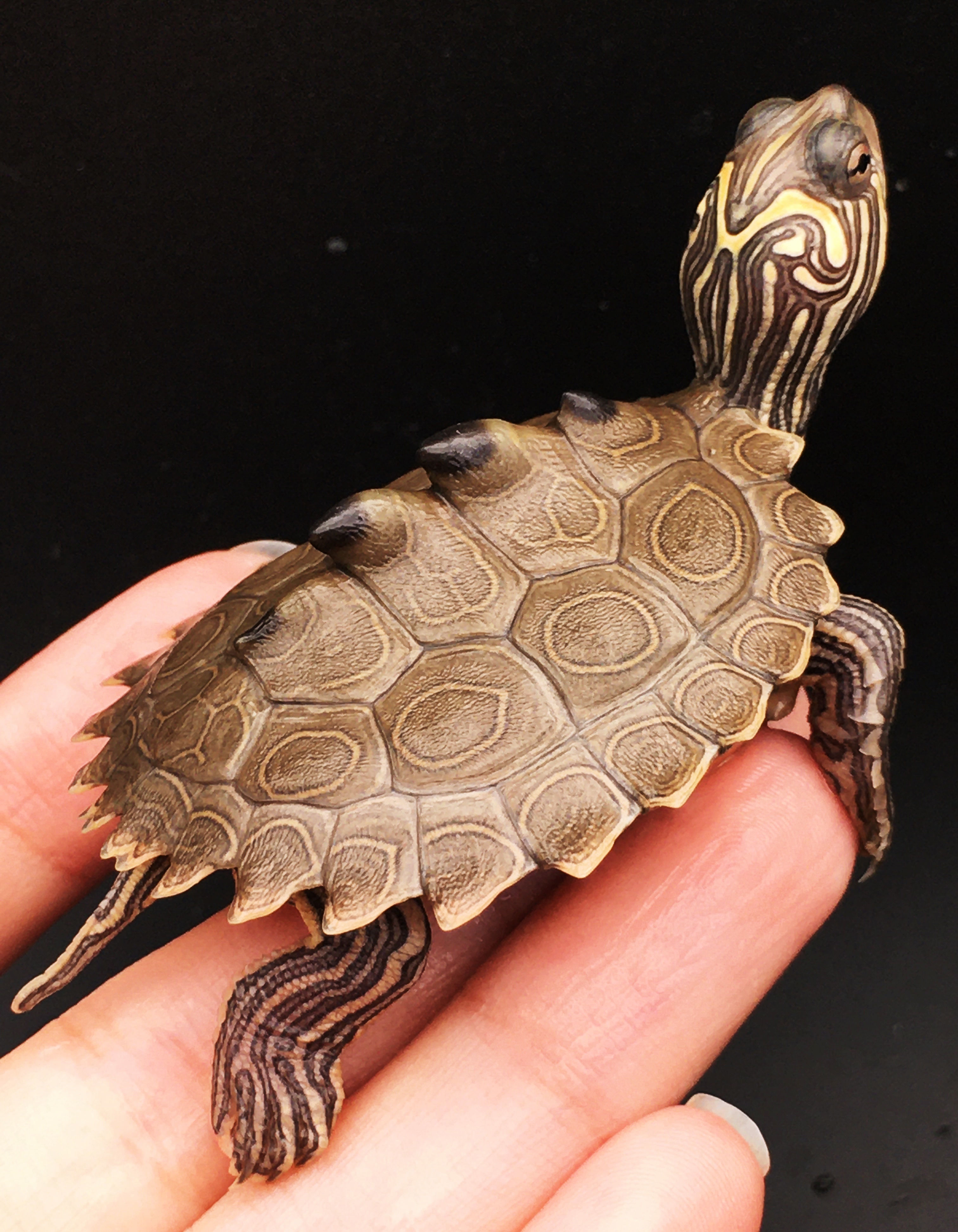 防止乌龟腐皮腐甲的方法,腐甲腐皮的乌龟怎么治疗