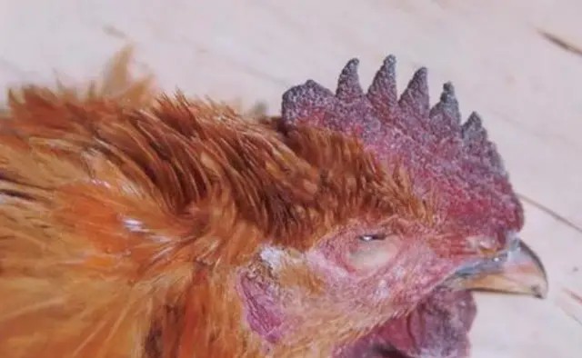 鸡张嘴呼吸最佳治疗方法,鸡张口呼吸有什么小妙招