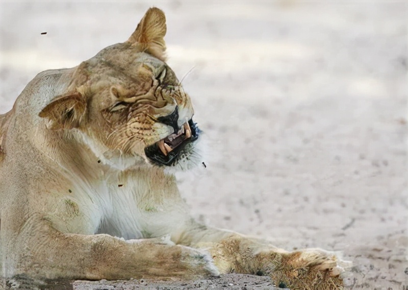黄鼠狼溜进消防队臭屁暗算消防员,家中溜进黄鼠狼消防员被熏吐