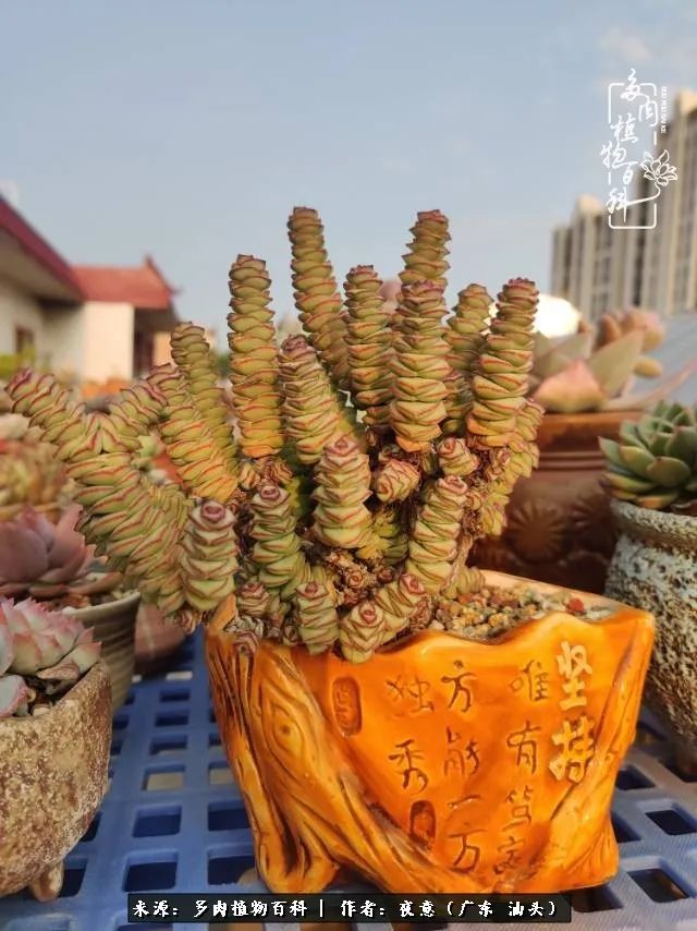 广东春天多肉图片大全,这个季节的多肉状态是最美的