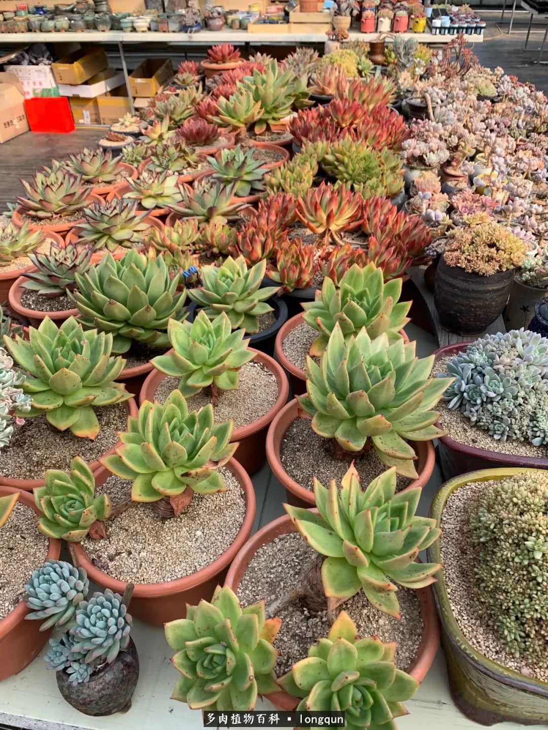 肉叔带你走遍韩国多肉大棚,记一次精彩的采摘之旅