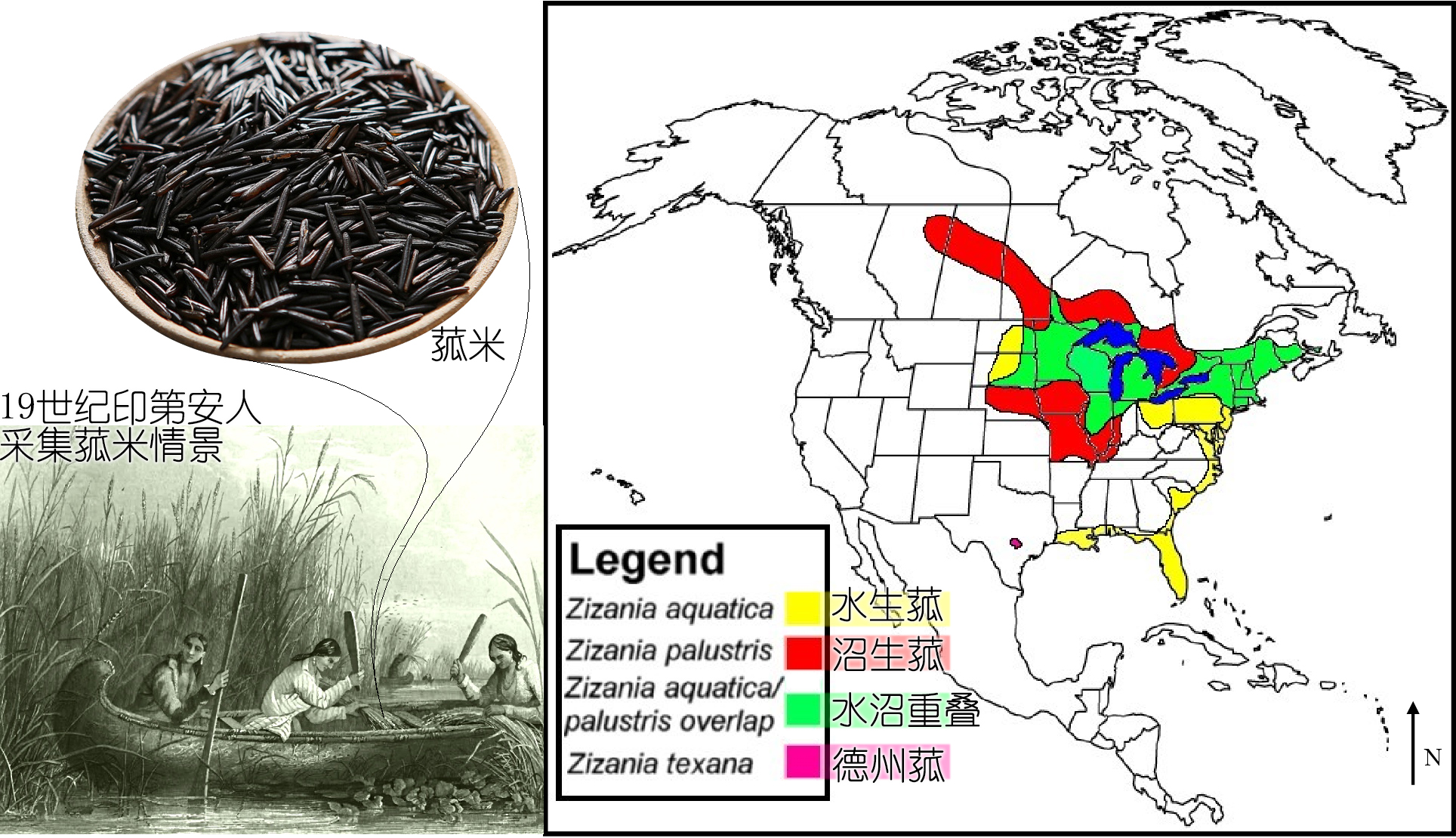 探索荸荠︱以及西关“泮塘五秀”是什么、何为江南“水八仙”?