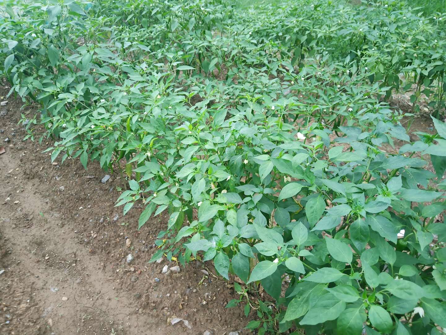 辣椒疯长不结果,辣椒怎样修剪才能多结果