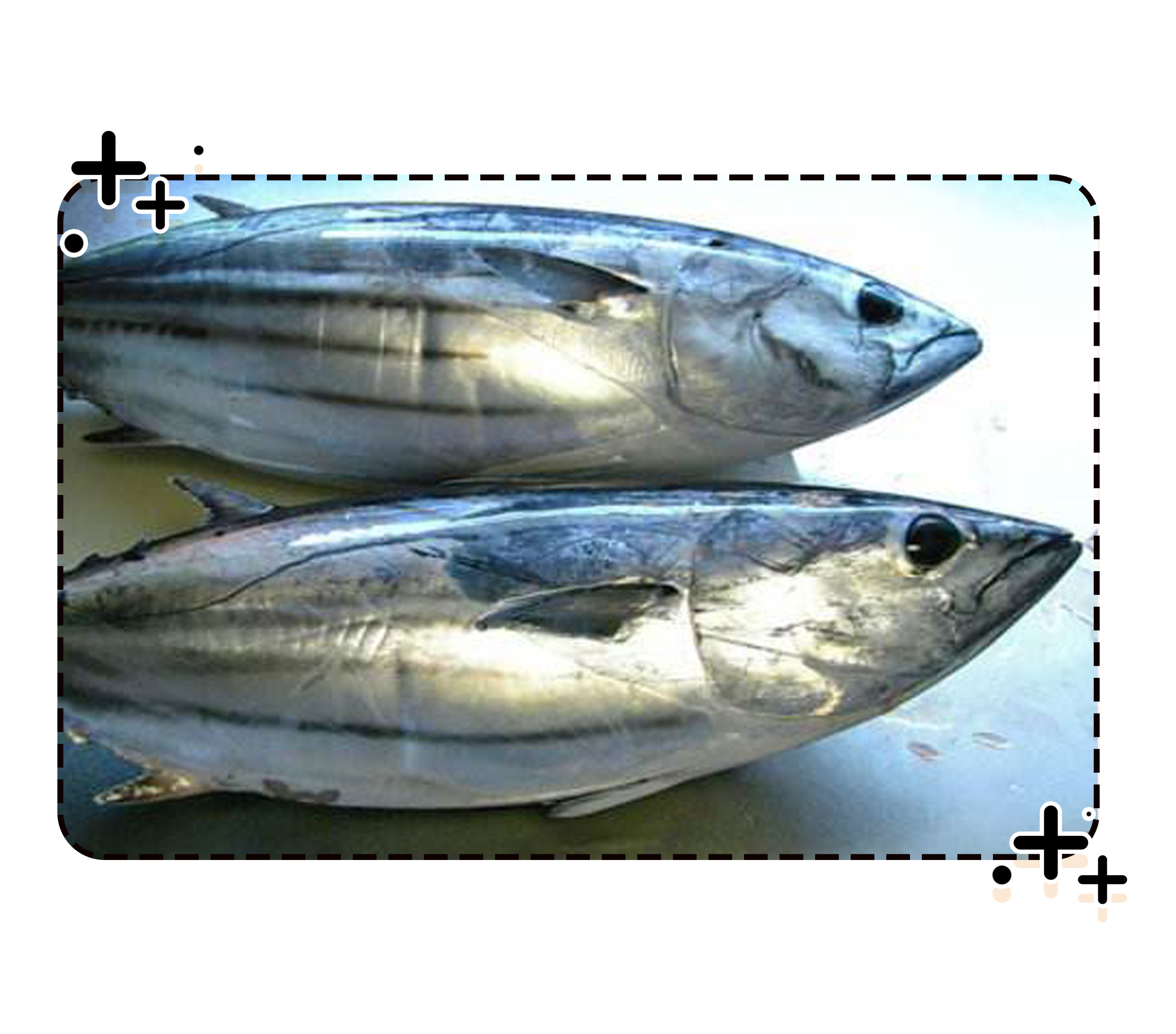 力压法棍和黑面包的世界最硬食物,柴鱼到底是个啥?(菲李漫画)