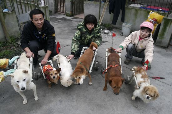 给残疾猫装轮椅,照顾残疾猫咪