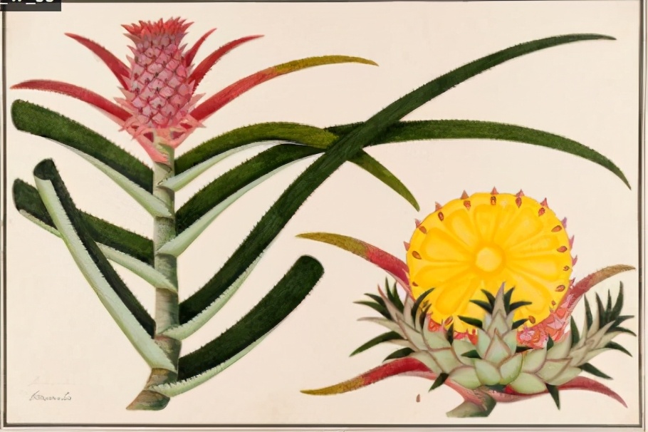 哥伦布发现菠萝,哥伦布航海的影响