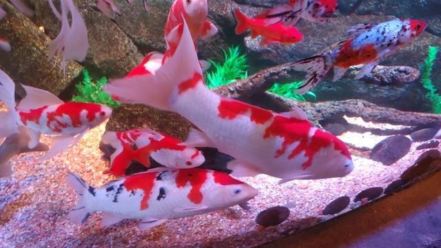 景点打卡日本名古屋乐高公园,日本名古屋乐高公园