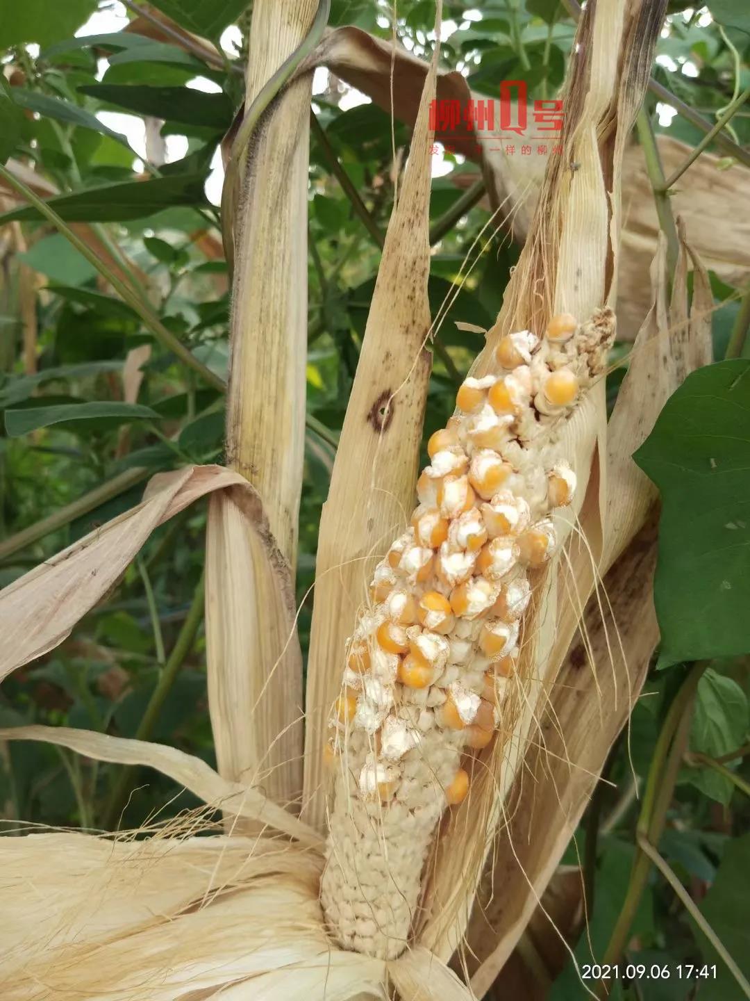 玉米被晒成爆米花视频,天气热晒玉米晒成爆米花