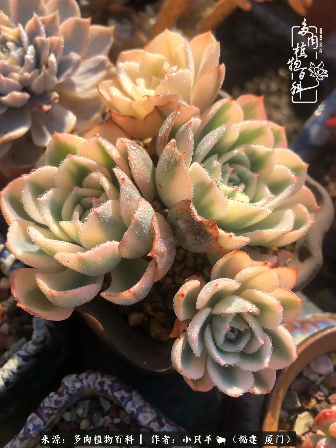 大城小爱:养多肉是个愉快的过程,种下去就有了无尽的期待