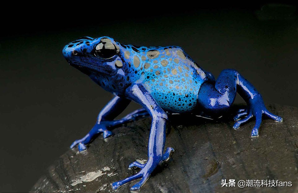 盘点那些美丽的动物,美丽且濒危的动物