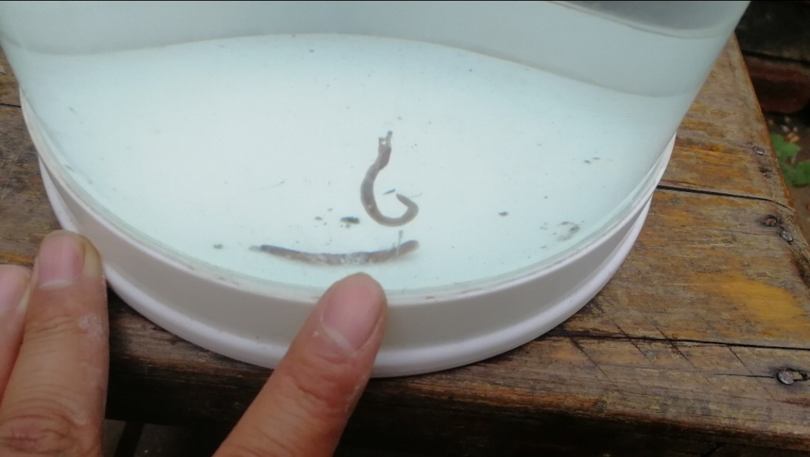 野钓最实用最快的万能调漂方法,新手野钓最简单实用调漂的方法