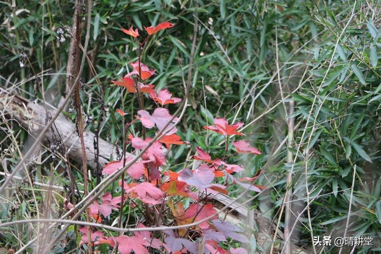赣州峰山附近一日游自驾游景点,赣州峰山美景