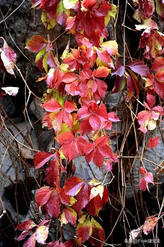 纯情的红叶……爬山虎