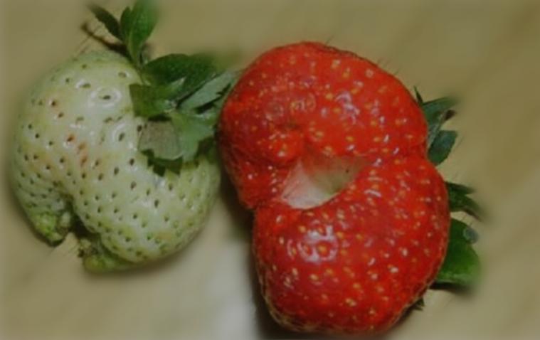 草莓新芽枯病,草莓叶子皱缩焦枯