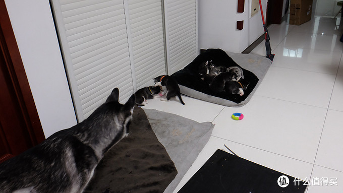 一次创世纪的生活体验—记哈士奇当妈妈