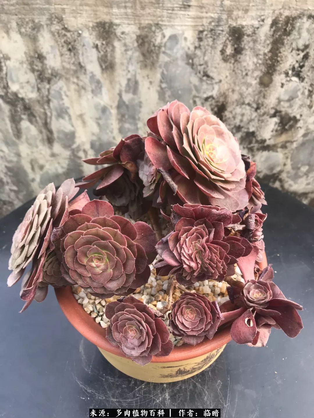 多肉带给我的感情,多肉给人们带什么作用