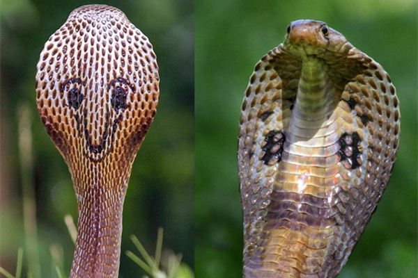 东北有毒蛇么,有毒的蛇图片有哪些