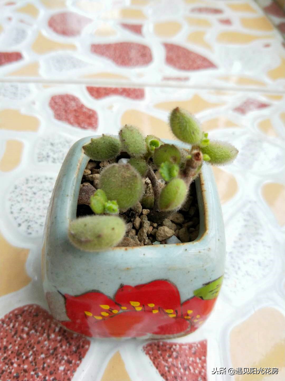 多肉白熊和熊童子区别,熊童子多肉植物满28包邮