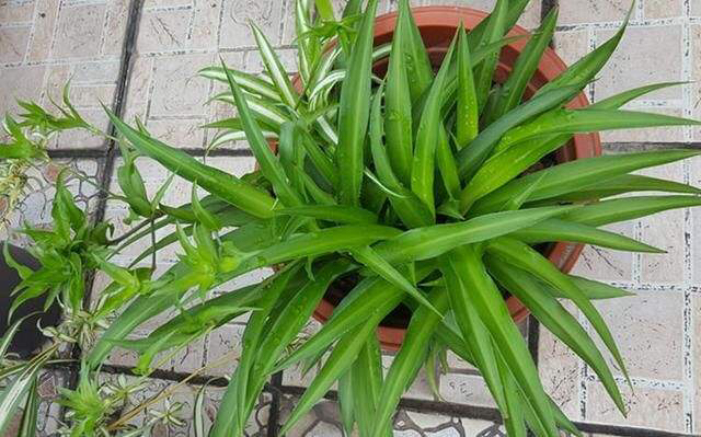 养一盆吊兰怎么才养好视频,钻石翡翠吊兰养成绿瀑布的方法