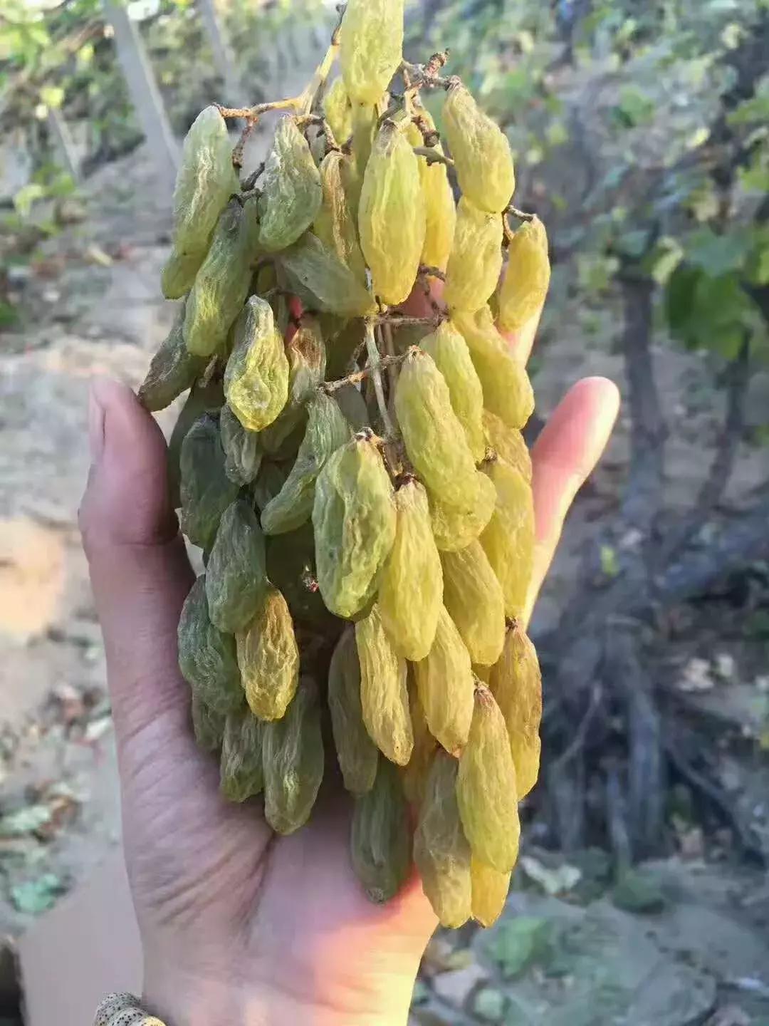 超好吃的新疆三色葡萄干,糯软香甜新疆葡萄干