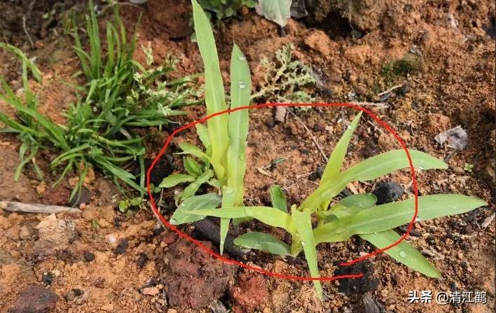 种子质量标准包括哪些,种子质量有问题造成减产怎么处理