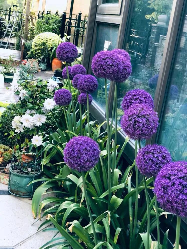 这10种耐旱花2个月不浇水,10种花养不死