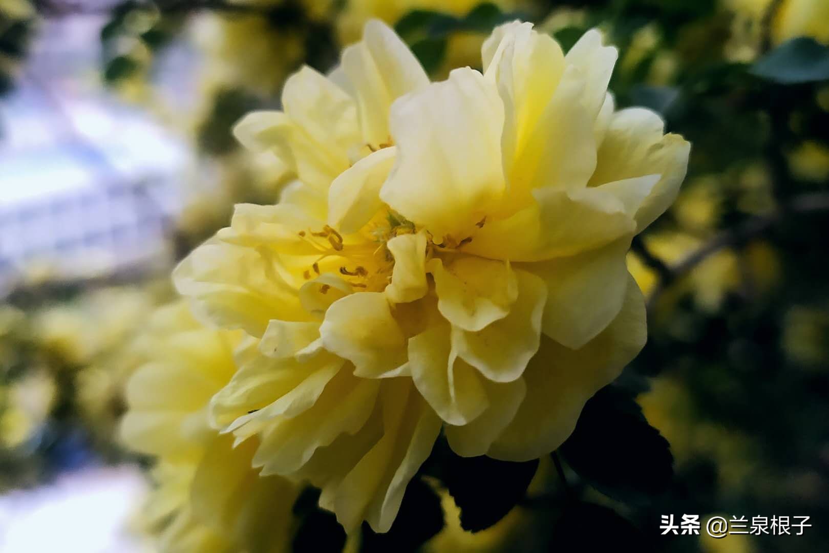 最美黄玫瑰,歌曲黄玫瑰你最美