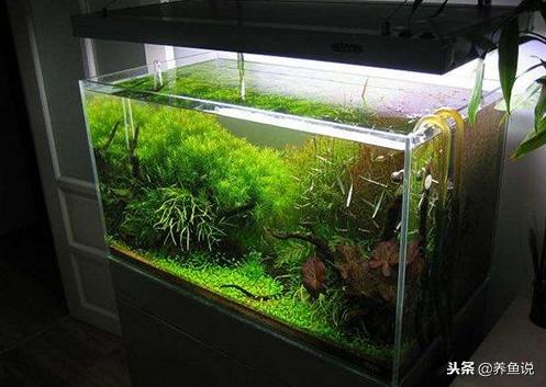 鱼缸多久清洗一次褐藻,鱼缸多久清洗一次滤材合适