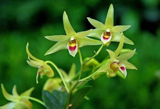 养的花不生长怎么办,养的花不生根是什么原因